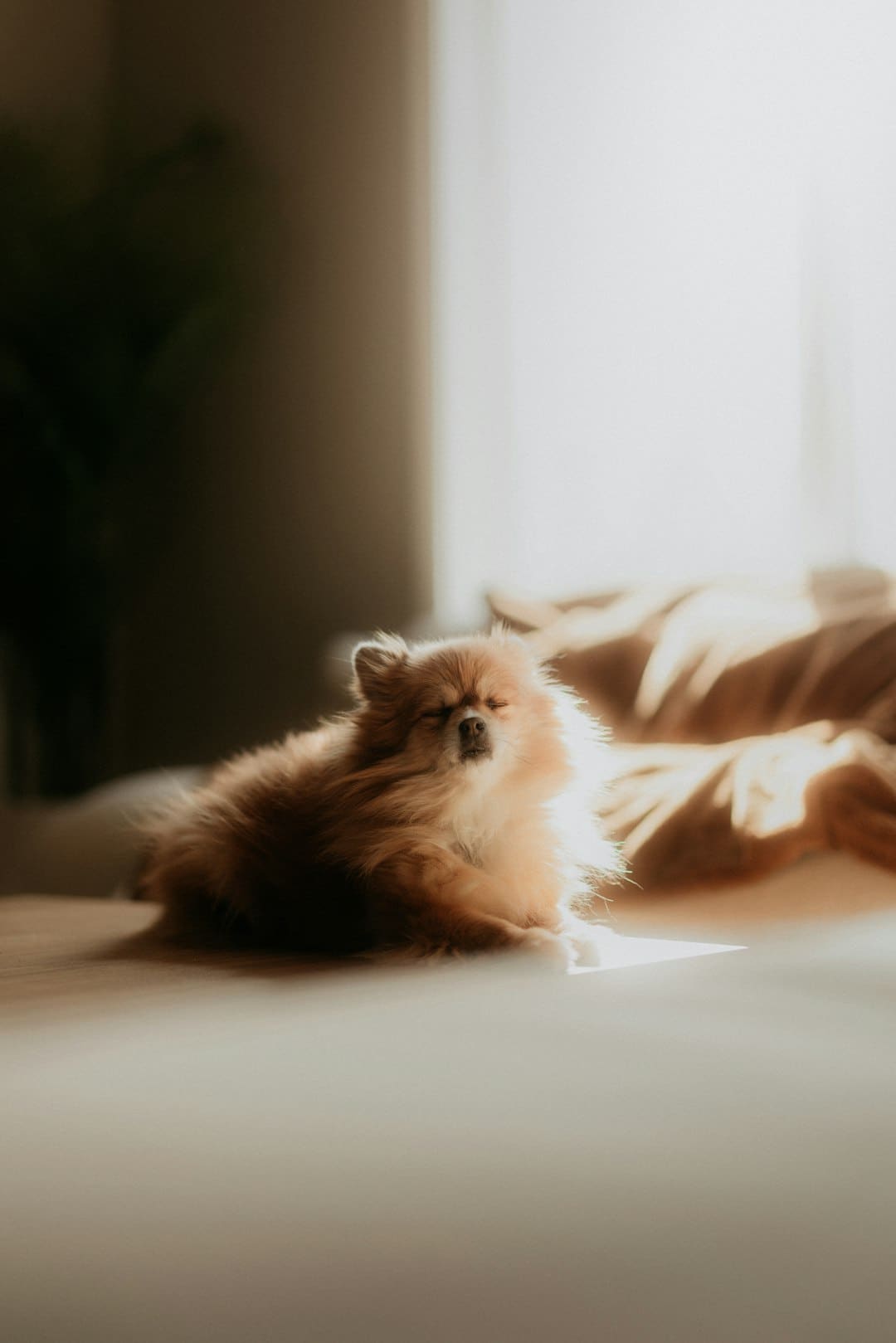 《献鱼》周青儿是什么人物 周青结局是什么？